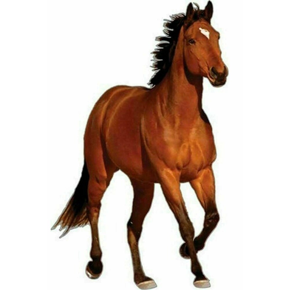 Magnetic Horse Sign Car Truck Cabin Man Cave Fishing Hunting Lodge Trailer